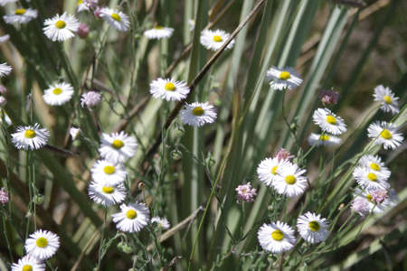 white daisies in yucca plant