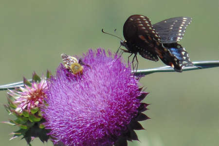 swallowtail and bee on thistleの写真素材