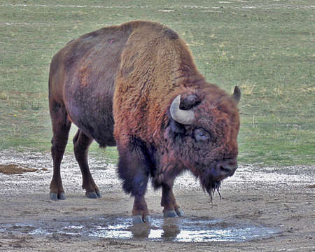 buffalo drinking from water puddleの写真素材