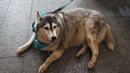 Cute dog sitting on the floor.