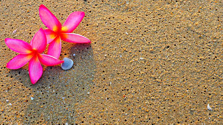 Background of pink Plumeria flowers on beach sand. Concept of holiday or relaxing time.の写真素材