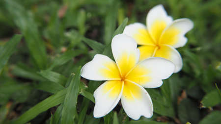 White and yellow Plumeria flower on grass. Spa and wellness ideas or background.の写真素材