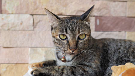 Close up on kitten face. Cute brown little cat staring.の写真素材