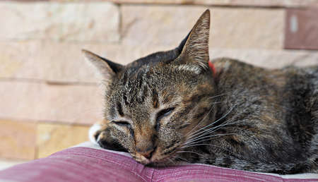 Cute brown kitten sleeping in pink soft cozy bed . Close up on lovely little cat.の写真素材