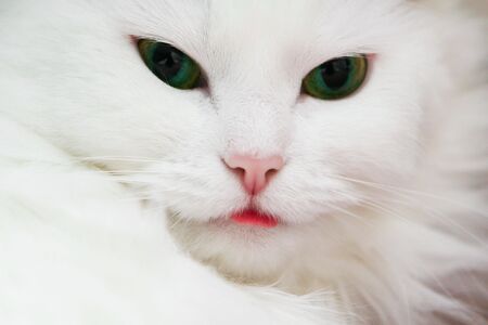 a cat sticking her tongue outの写真素材