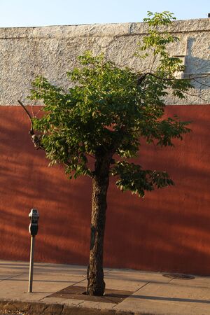 Small tree in front of rust-and-white wall