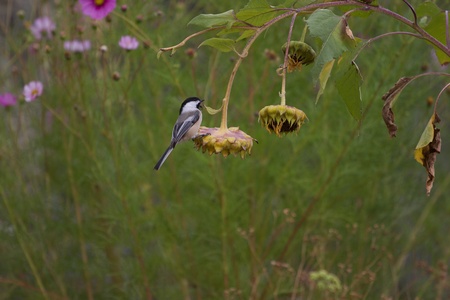 Chickadee on hanging sunflower in front of lavender cosmosの写真素材