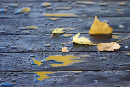 Yellow reflections and leaves on deck after rain, horizontalの写真素材