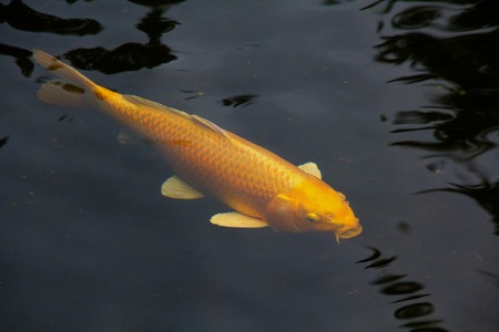 Golden koi in black water with reflectionsの写真素材