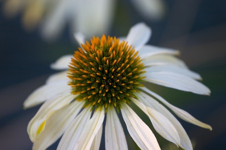 White coneflower from above on blue backgroundの写真素材