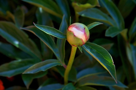 Peony bud against green leavesの写真素材