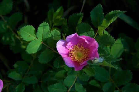 Wild rose, pink, against green leaves in dappled shadeの写真素材