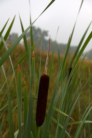 Common cattail spike against trees and clouds, verticalの写真素材