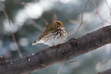 Ovenbird perched in profile on diagonal branchの写真素材