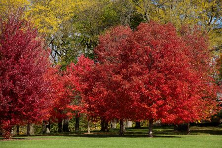 Red trees on lawn with yellow trees behind them, horizontal
