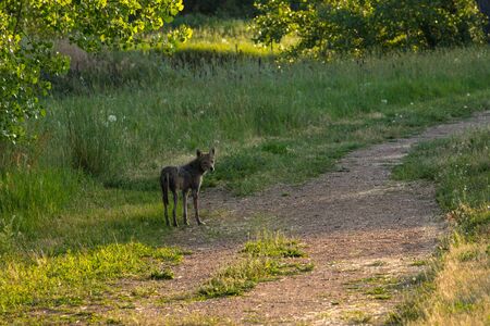 Coyote Looks Back