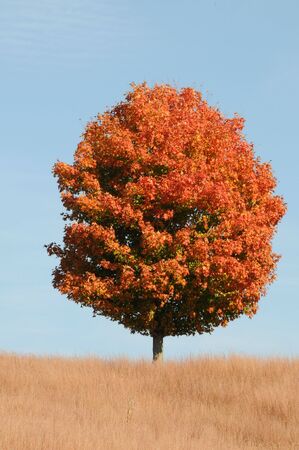 A perfect lone tree in the autumn surrounded by a field of golden grass.の写真素材