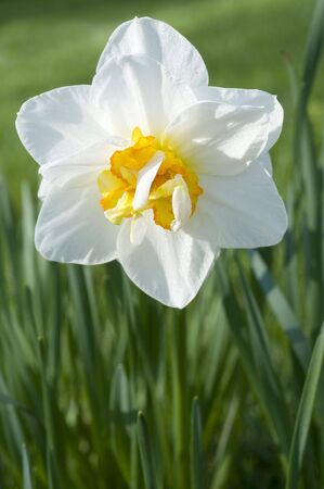White dafodil blossom close up.の写真素材
