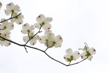 A branch from a dogwood tree with white blossoms.の写真素材