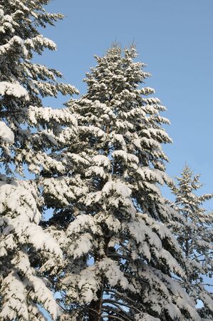 Snow on pine treesの写真素材