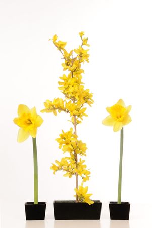Daffodil and forsythia still life against a white background.の写真素材