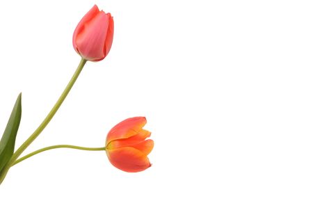 Tulipsの写真素材