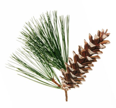 Pine cone with white tips and a pine sprig behind set against a white background.の写真素材
