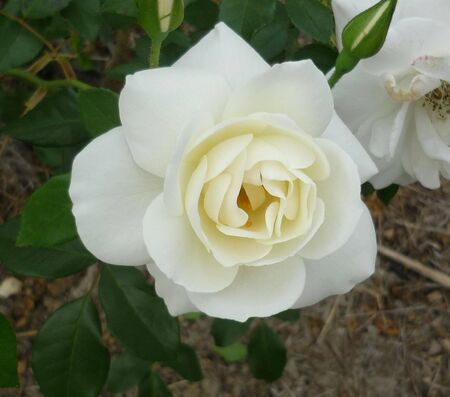 white roseの写真素材