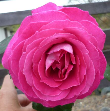 pink roseの写真素材