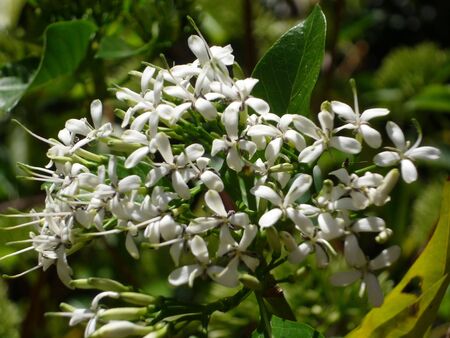 White flowerの写真素材