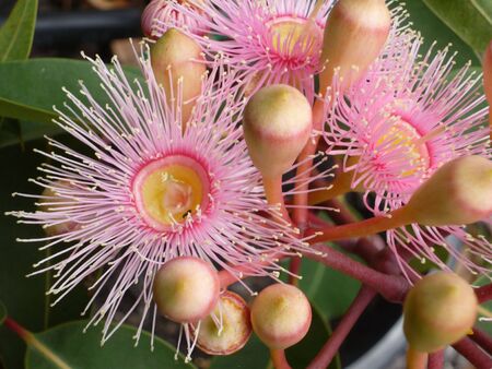 eucalyptus summer beauty flowerの写真素材