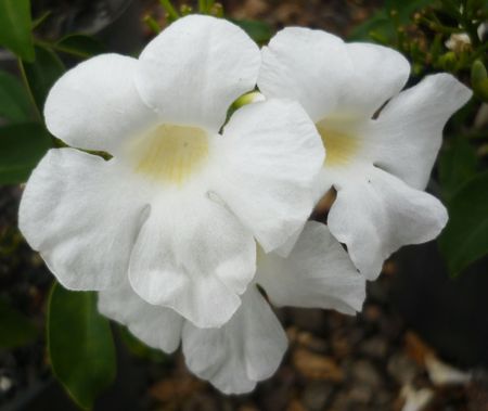 pandorea lady di の写真素材