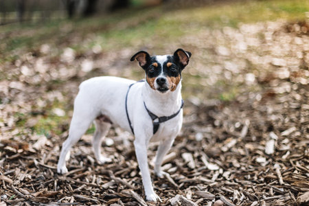 Small Andalusian Bodeguero dog alert in a natural outdoor setting with dry leaves, warm afternoon light. Copy space. Concept of pets, freedom and connection with natureの写真素材