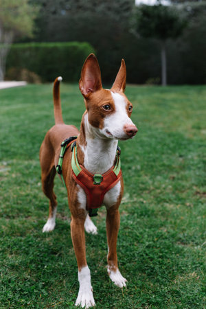 Medium Andalusian Podenco dog with red harness on green grass, attentive and alert in natural outdoor environment. Concept of domestic animals, nature and active outdoor lifeの写真素材