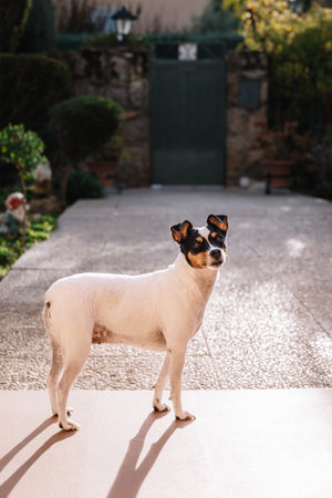 Small white with black spots, standing on a sunny outdoor terrace, garden gate in the background. Copy space. Concept of domestic pet, tranquility, and summer lightの写真素材