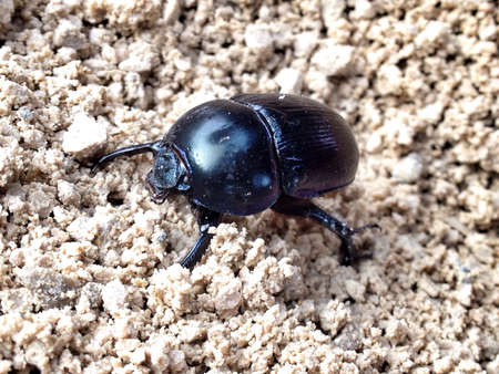 Bug in sandの素材