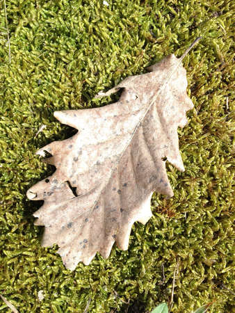 Leaf on grassの素材