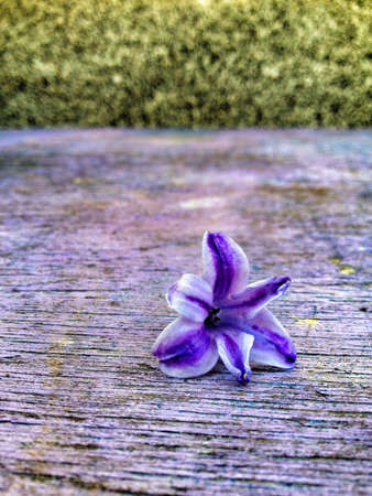 Flower on deskの素材