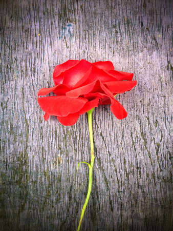 Rouse on woodの素材