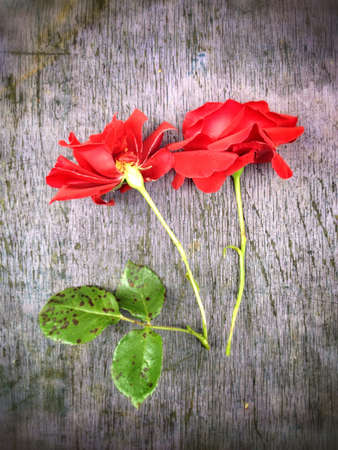 Rouse on woodの素材