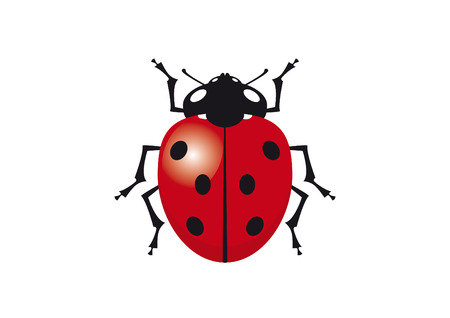 Ladybug vector clip art. Vector illustration of ladybug. Ladybird on a white backgroundのイラスト素材