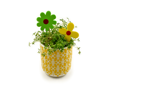 Spring floral decoration stock images. Cress in a yellow pot. Spring decoration on a white backgroundの写真素材