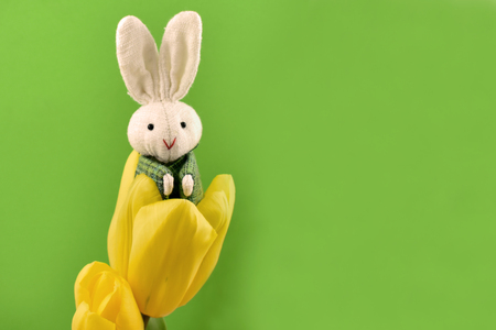 Easter Bunny with tulips stock images. Yellow tulips with Easter bunny. Easter decoration on a green background. Spring decoration imagesの写真素材