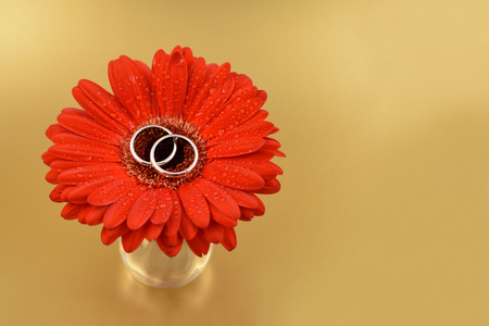 Wedding rings with a flower stock images. Wedding rings on a golden background. Red gerbera with engagement rings. Red gerbera on a golden backgroundの写真素材