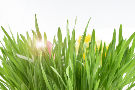 Fresh spring grass on a white background