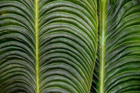 Green palm leaf background stock photography. Palm leaf close-up stock images. Beautiful natural green background. Greenery forest pattern. Palm tree backgroundの写真素材