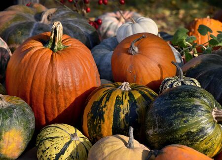 Pumpkins stock photography Colorful pumpkins decoration stock images. Pumpkins in the garden....
