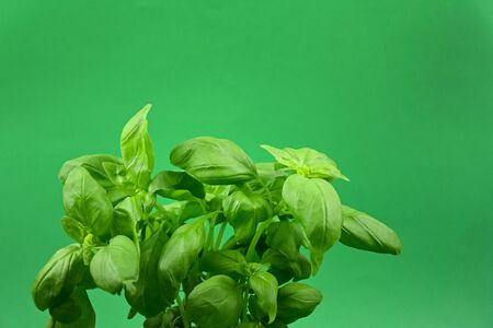 Basil on green background stock images. Fresh basil plant stock images. Fresh basil leaf images. Basil on green background with copy space for textの写真素材
