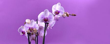 Purple orchid flower stock photography. Orchid flower isolated on white background. Purple orchid on white background with copy space for textの写真素材