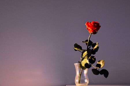 Red rose flower stock photography. Artificial flowers stock images. Rose in the morning light. | Flower on dark background with copy space for textの写真素材